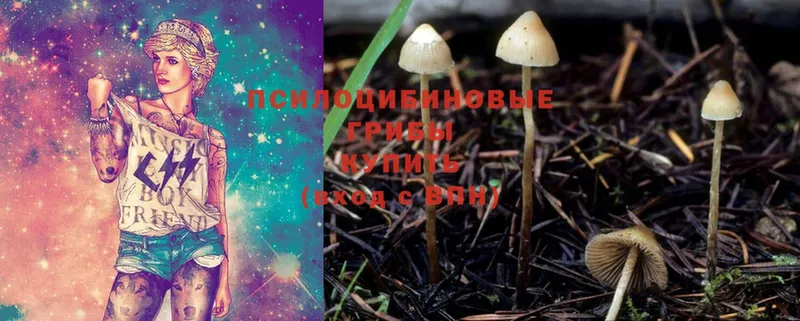 купить наркотик  Канаш  Галлюциногенные грибы Magic Shrooms 